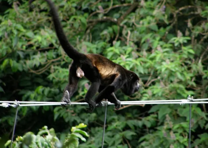 Buena Vista Del Rincon Eco Adventure Park & *