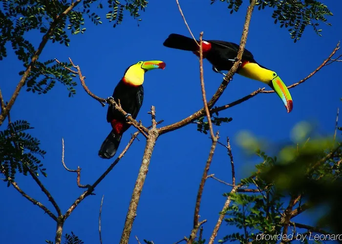 Lodge Buena Vista Del Rincon Eco Adventure Park &